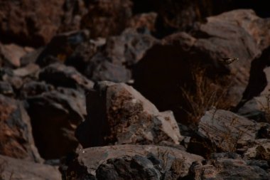  Birds in Guatin Canyon Altiplano San Pedro de Atacama Chile. High quality photo