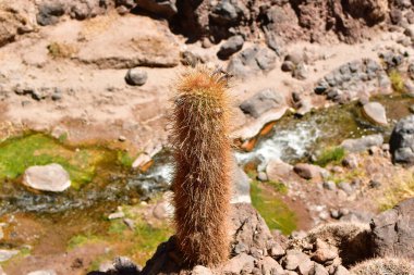  Guatin Canyon Altiplano San Pedro de Atacama Chile. High quality photo