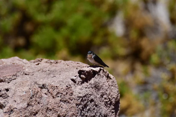 Bird on Rock Chile South America. High quality photo