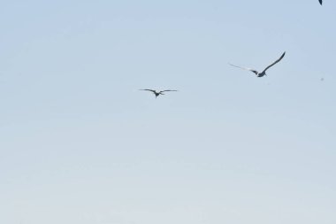 Sea Gull flying on blue sky chile south america. High quality photo