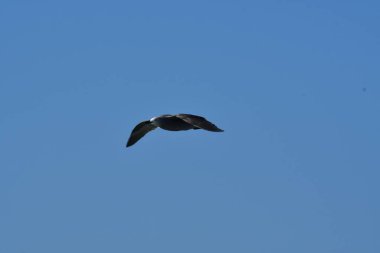 Sea Gull flying on blue sky chile south america. High quality photo