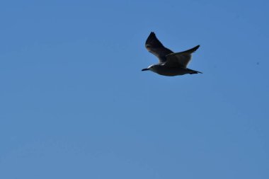 Sea Gull flying on blue sky chile south america. High quality photo