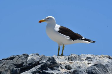 Sea Gull sitting on rock by the sea chile south america. High quality photo