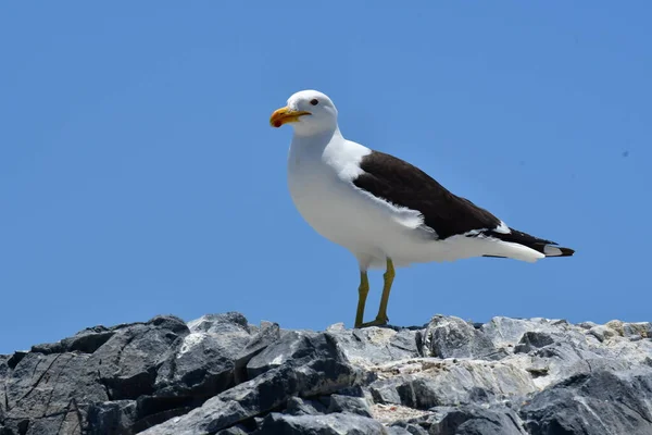 Sea Gull sitting on rock by the sea chile south america. High quality photo