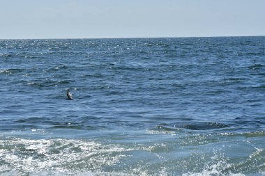 Sea Gull flying over Ocean chile south America. High quality photo