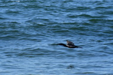 cormorant bird chile coast of antofagasta pacific. High quality photo