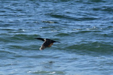 cormorant bird chile coast of antofagasta pacific. High quality photo