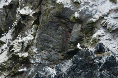 Sea Gull on Rock Reserva Nacional Pinguino de Humboldt chile. High quality photo