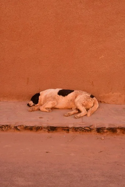 old dirty dog sleeping on streets of san pedro de atacama. High quality photo