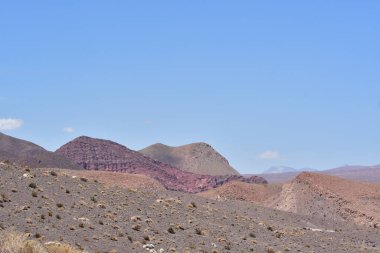 Atacama desert plants detail flora colorfull chile. High quality photo