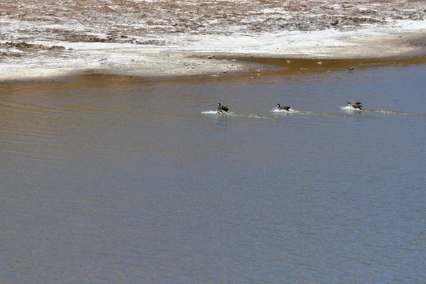 Ducks landing on Water Atacama desert chile south America. High quality photo