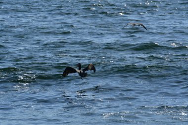 cormorant coast of chile south america. High quality photo