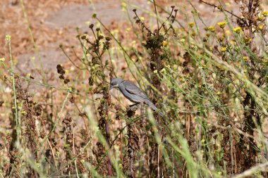 Grey Bird in meadow chile south america. High quality photo