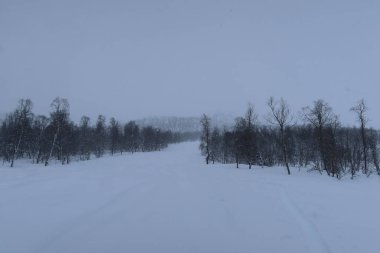 Winter Forest landscape in Norwy with snow. High quality photo