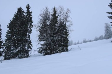 Winter Forest landscape in Norwy with snow. High quality photo