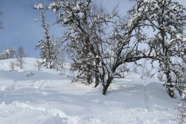 Winter Forest landscape in Norwy with snow. High quality photo