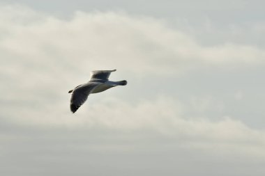 Deniz martısı uçan güzel gökyüzü ve hafif doğa. Yüksek kalite fotoğraf