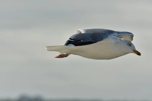 Latający Mewa Szczegół Ptak Natura Dzika Przyroda Wysokiej Jakości Zdjęcie — Zdjęcie stockowe