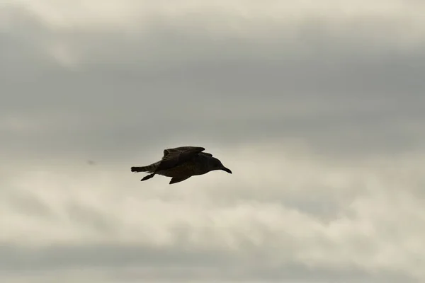 Літаюча Чайка Деталі Птахів Природа Дикої Природи Високоякісна Фотографія — стокове фото
