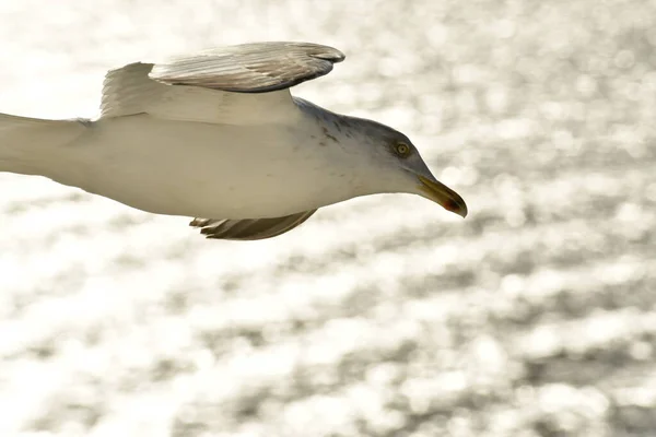 Vliegende Meeuw Detail Vogel Natuur Wilde Dieren Hoge Kwaliteit Foto — Stockfoto