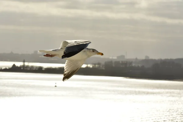 Flying Gaivota Detalhe Pássaro Natureza Vida Selvagem Foto Alta Qualidade — Fotografia de Stock
