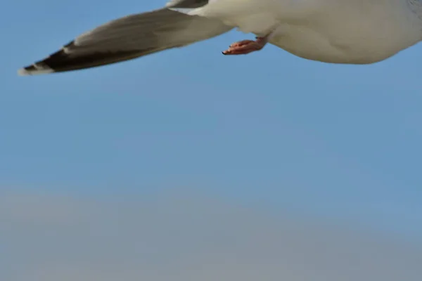 Flying Seagull Detail Bird Nature Wildlife High Quality Photo — Stock Photo, Image