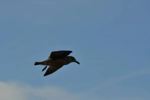 カモメの詳細鳥の自然野生生物を飛んでいます 高品質の写真 — ストック写真