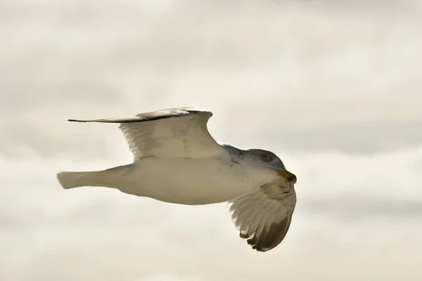 Flying Gaivota Detalhe Pássaro Natureza Vida Selvagem Foto Alta Qualidade — Fotografia de Stock
