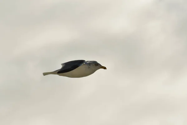 Létající Racek Detail Pták Příroda Volně Žijící Kvalitní Fotografie — Stock fotografie