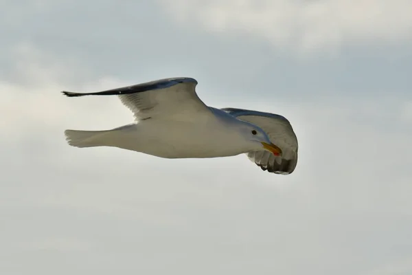 Racek Letící Krásnou Oblohou Světlou Přírodou Volně Žijících Živočichů Kvalitní — Stock fotografie