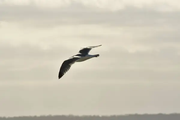 Sea Gull Flying Beautifull Sky Light Nature Wildlife High Quality — Stock Photo, Image