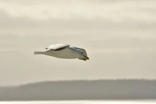 Havsmås Flyger Vackert Himmel Och Ljus Natur Djurliv Högkvalitativt Foto — Stockfoto