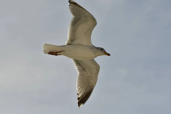 Létající Racek Detail Pták Příroda Volně Žijící Kvalitní Fotografie — Stock fotografie