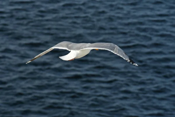 Flygande Mås Detalj Fågel Natur Djurliv Högkvalitativt Foto — Stockfoto