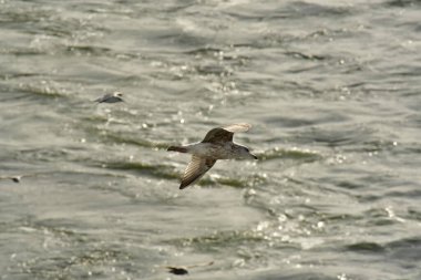 Uçan martı detayı kuş doğası. Yüksek kalite fotoğraf
