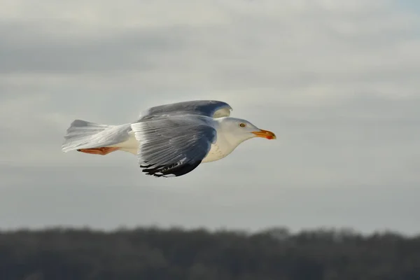 Flygande Mås Detalj Fågel Natur Djurliv Högkvalitativt Foto — Stockfoto