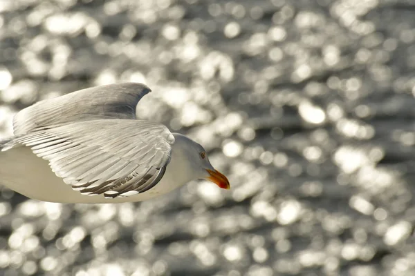 Latający Mewa Szczegół Ptak Natura Dzika Przyroda Wysokiej Jakości Zdjęcie — Zdjęcie stockowe
