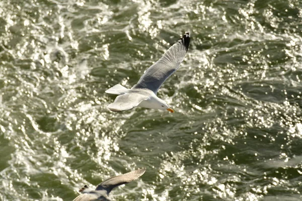 Flying Seagull Detail Bird Nature Wildlife High Quality Photo — Stock Photo, Image