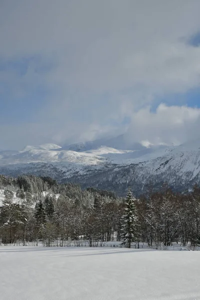 Zimowy Krajobraz Górski Drzewa Śnieg Norweski Skandynawia Wysokiej Jakości Zdjęcie — Zdjęcie stockowe
