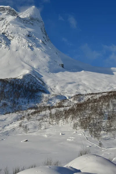 Kış Dağ Manzarası Ağaçları Norveç Skandinavya Karları Yüksek Kalite Fotoğraf — Stok fotoğraf