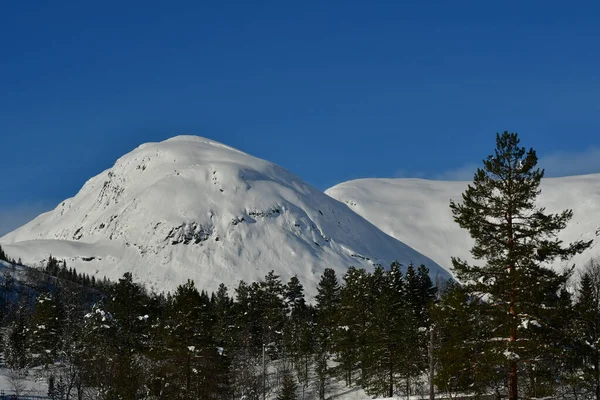 Invierno Montaña Paisaje Árboles Nieve Norway Scandinavia Foto Alta Calidad —  Fotos de Stock
