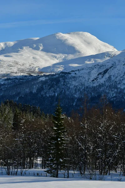 Vinter Fjäll Landskap Träd Snö Norge Skandinavien Högkvalitativt Foto — Stockfoto