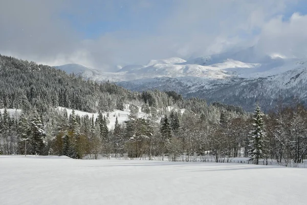 Inverno Montanha Paisagem Árvores Neve Norway Sscandinavia Foto Alta Qualidade — Fotografia de Stock