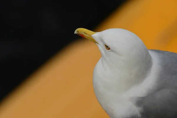Sea Gull Railing Van Het Schip Detail Portret Achtergrond Hoge — Stockfoto