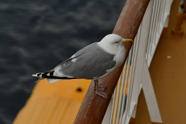 Sea Gull on Railing of ship Detail portrait background. High quality photo