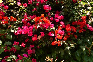 Yeşil ve çiçekli duvar. Pembe arka plan. Yüksek kalite fotoğraf