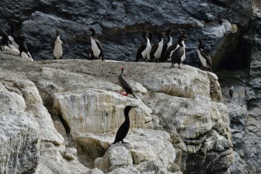 Karabatak Reserva Nacional Pinguino de Humboldt Şili. Yüksek kalite fotoğraf