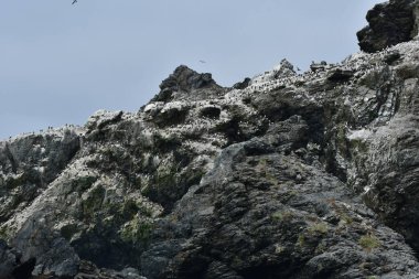 Kuş Kolonisi Reserva Nacional Pinguino de Humboldt Şili. Yüksek kalite fotoğraf