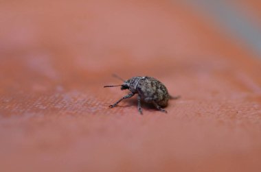 Islak zemin üzerinde küçük bir böcek. Yüksek kalite fotoğraf