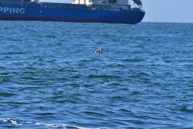 Güney Amerika Antofagasta Şili 'de gemi ve kuşlar. Yüksek kalite fotoğraf